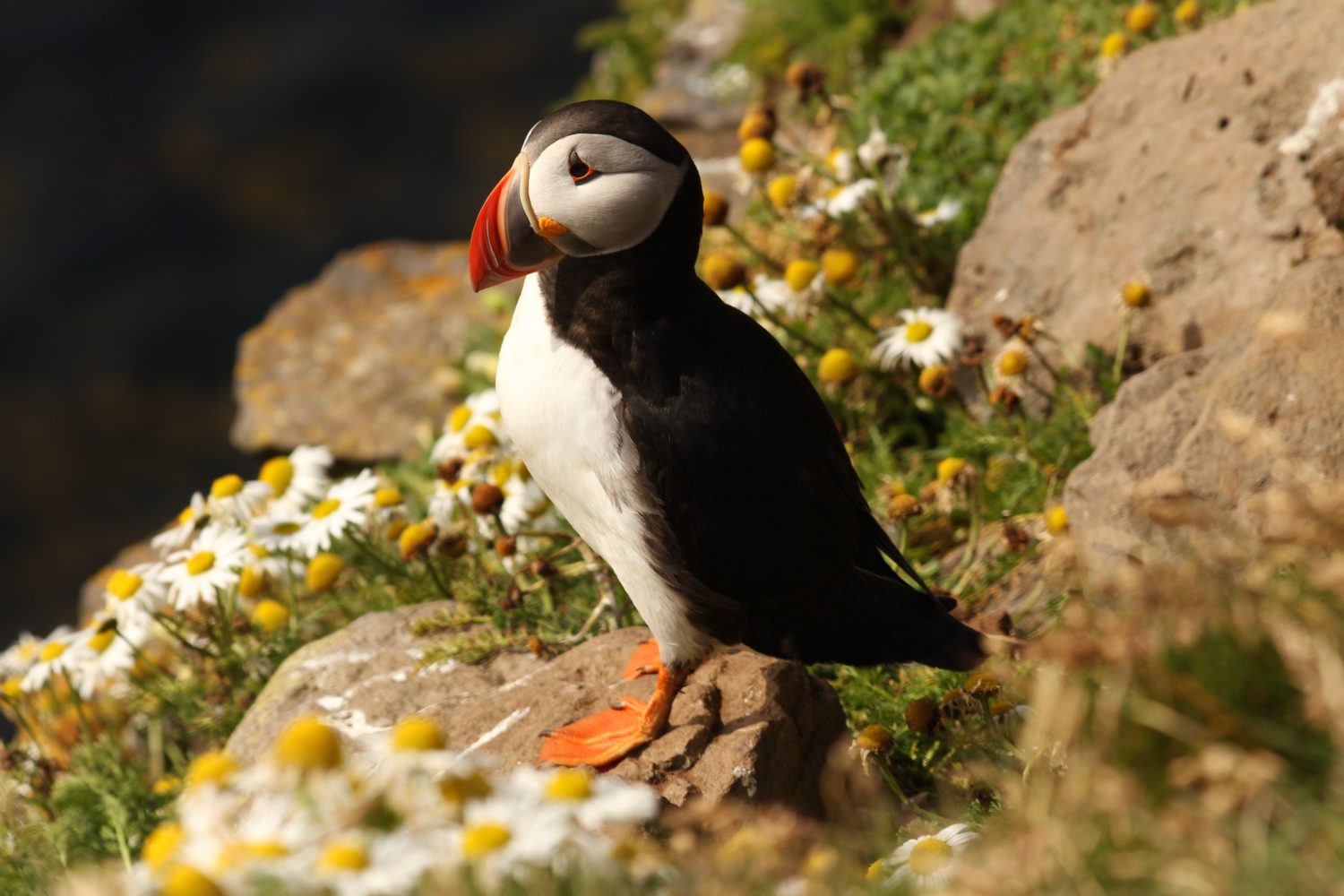 Puffins in Iceland  Borgarfjörður eystri