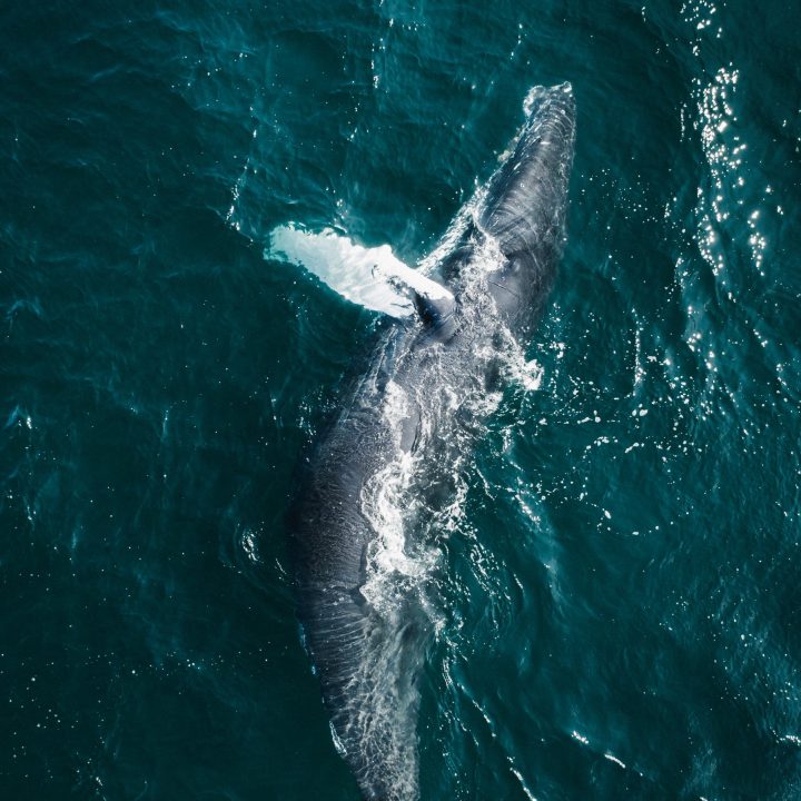 8 Day Whale Song & Wilderness