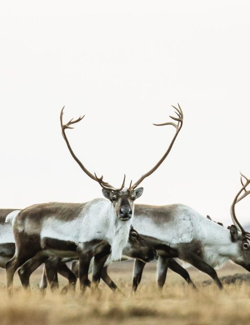 6 Day East Iceland Explorer