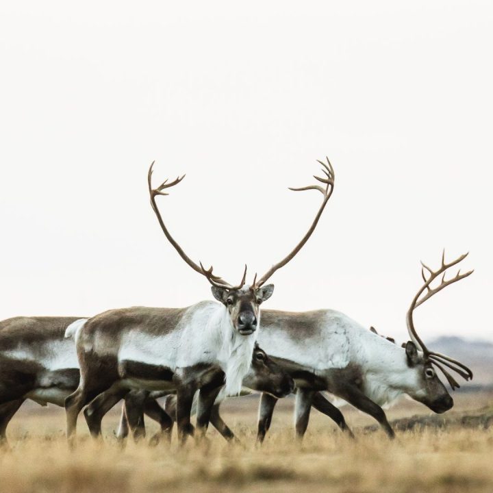 6 Day East Iceland Explorer