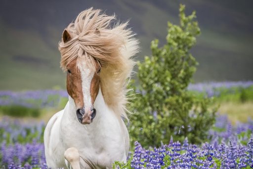 8 Day In the Shepherd´s Saddle – Riding Tour