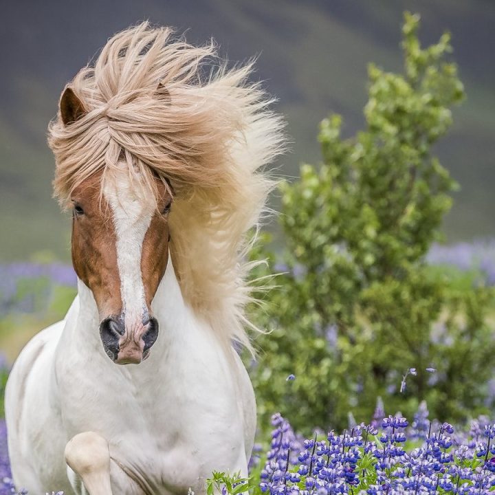 8 Day In the Shepherd´s Saddle – Riding Tour