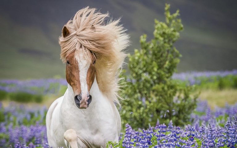 8 Day In the Shepherd´s Saddle – Riding Tour