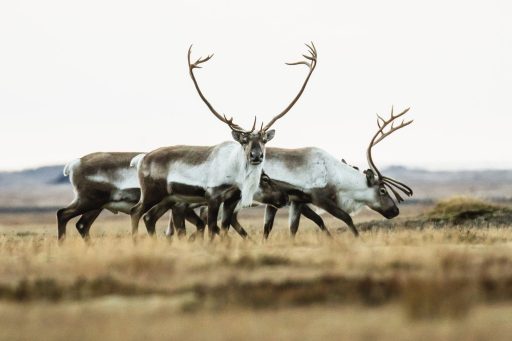 Fljótsdalur Valley & Reindeer
