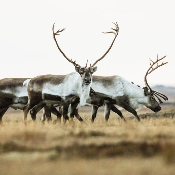 Fljótsdalur Valley & Reindeer